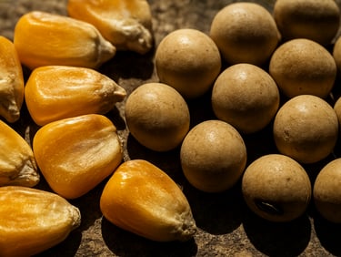 Extreme macro shot of high-quality raw corn kernels and soybeans, harsh natural sunlight, high contrast, physical texture.