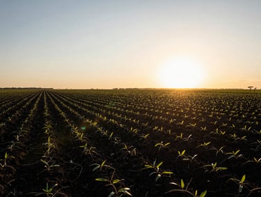 Wide-angle panoramic shot of a vast Bahian soybean plantation at golden hour, deep black soil, brilliant warm sunlight flare on the horizon, 35mm photography
