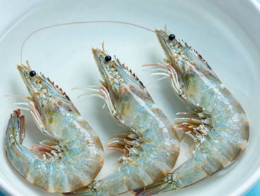 Macro shot of healthy shrimp in clean water, crisp commercial photography, bright morning daylight, sharp focus, 50mm lens