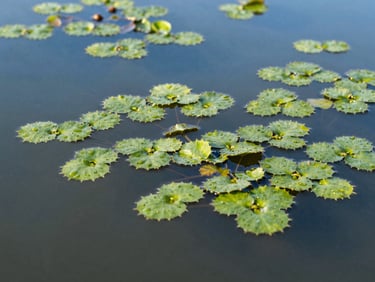 Close-up of clean pond water surface with aquatic plants, crisp commercial photography, bright morning daylight, sharp focus, 50mm lens