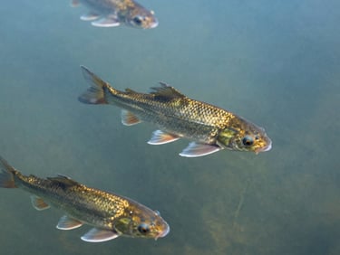 Healthy fish swimming in clear pond water, crisp commercial photography, bright morning daylight, sharp focus, 50mm lens
