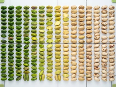 Macro flat-lay of premium graded Iranian pistachio kernels sorted by color intensity on a clinical white laboratory surface, sharp focus, bright studio light.