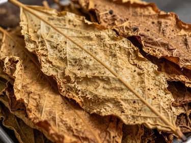 Extreme macro shot of graded unmanufactured tobacco leaves stacked in bulk, sharp focus on the texture and industrial scale of the raw material.