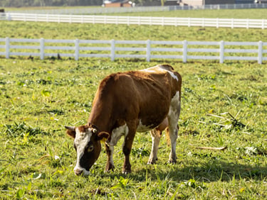 A healthy Brahman cow grazing in a wide, sunlit green pasture with white fences, bright natural morning sunlight, sharp focus.