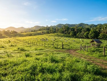 Wide-angle environmental shot of a clean, sunlit Philippine farm pasture in the morning, healthy goats grazing in the distance, lush green grass, clear sky.