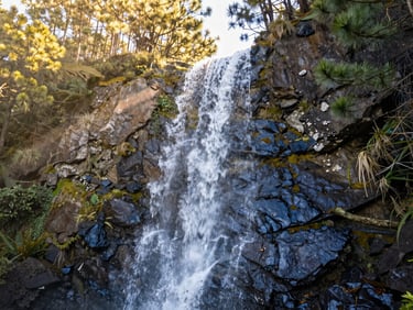 Datanla waterfall cascading down dark wet rocks surrounded by lush pine forests in Da Lat highlands, soft mist