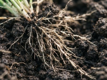 Macro shot of healthy crop roots in rich dark soil, natural morning daylight, shallow depth of field, 35mm