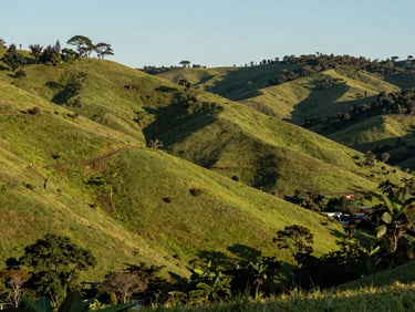Vinhedos verdejantes alinhados nas colinas do Vale dos Vinhedos em Bento Gonçalves, sob o sol suave do fim de tarde.
