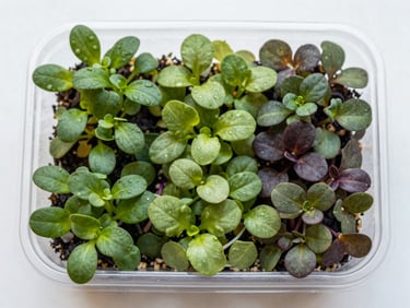 Overhead flat-lay of a vibrant, diverse microgreen mix in a clear compostable container, bright natural daylight