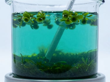 Crisp scientific photography of sterile glass photobioreactors with bubbling emerald green microalgae cultures, cool laboratory light, macro detail, 50mm