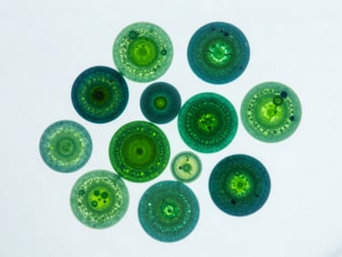 High-magnification microscopic view of cellular microalgae strains, showcasing vibrant emerald green bioluminescent structures under cool laboratory light.