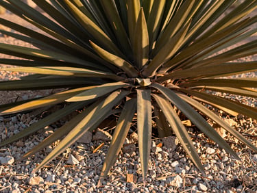 Close-up of a desert-adapted plant canopy in late afternoon Gulf light, sharp shadow patterns across pale gravel mulch below, leaves showing waxy texture that resists heat, warm terracotta ground tone, no soft or diffused light