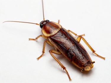 Macro scientific photography of a German cockroach isolated on a sterile white background, high-clarity clinical lighting, showing detailed antennae.
