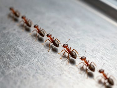Macro scientific photography of pharaoh ants marching in a straight line on a clean steel surface, high-clarity daylight.
