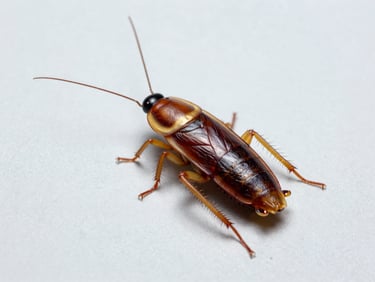 Scientific macro specimen photo of an American cockroach, Periplaneta americana, sharp details on a clean light gray background, clinical lighting.