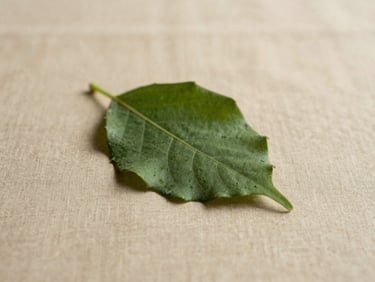 Close-up of a single green leaf resting on a warm beige linen surface, diffused daylight from the left, no shadows, minimalist and still
