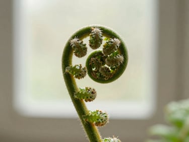 Extreme close-up of a single unfurling fern frond in soft north-facing window light, pale sage background, shallow depth of field, no people