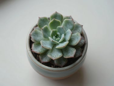 Overhead close-up of a small ceramic pot with a single succulent on a pale surface, soft even daylight, quiet and precise composition