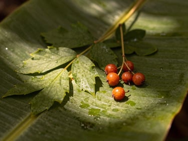 Close-up of fresh, wild green leaves and raw forest berries resting on a wet banana leaf, dappled sunlight