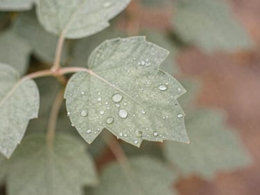 Close-up of a green leaf with dew drops, soft-focus foliage background, muted sage tones, warm morning light, 35mm film aesthetic