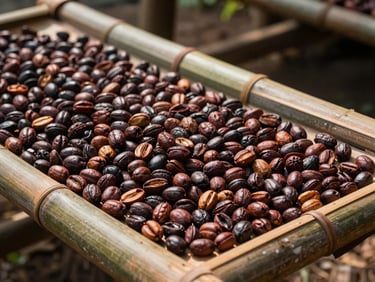 Petani kopi Mekarwangi sedang menjemur biji kopi merah pilihan di atas para-para bambu di bawah sinar matahari alami.