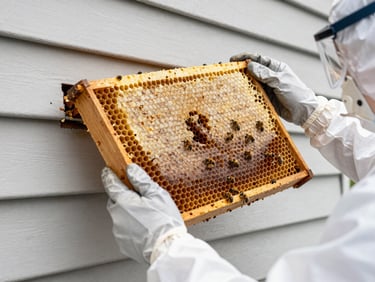 Close-up of gloved hands carefully lifting a honeycomb section from a wall cavity in natural daylight, bees visible on the surface, technician in full protective suit, residential siding in background