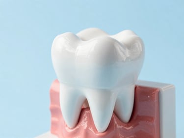Anatomical model of a clean tooth showing structure, soft high-key daylight, light blue medical backdrop