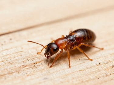 High-quality macro shot of a subterranean termite worker on wood, sharp focus, crisp commercial photography, utility lighting.