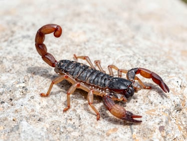 High-quality macro shot of a Texas bark scorpion on a rock, sharp focus, crisp commercial photography, bright natural Texas daylight.