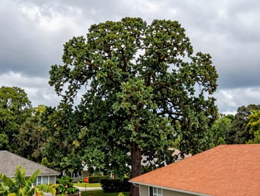 A massive leaning oak tree towering dangerously close to a residential roof in Wilson, overcast storm sky, wide angle showing scale.