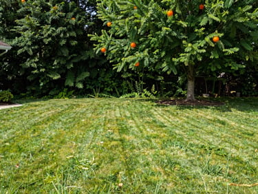 A completely clear residential lawn and undamaged roof line, clean soil where the tree stood, bright daylight.