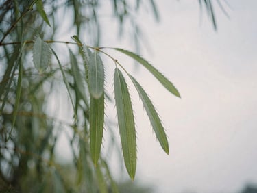 Swaying green leaves against a soft overcast sky, diffused natural daylight, shallow depth of field