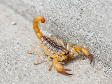 Macro shot of a yellow scorpion crawling near a concrete foundation wall, bright clinical lighting.