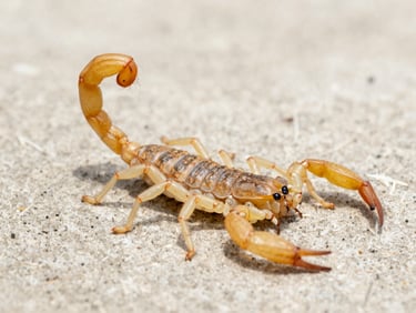 Macro close-up of a yellow scorpion on a dry, light-colored concrete surface under bright, high-contrast clinical lighting.
