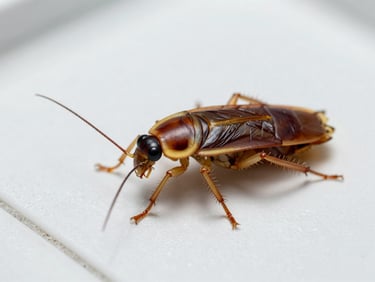 Extreme macro photography of a large German cockroach on a sterile white tile surface, bright clinical lighting, sharp focus on details.