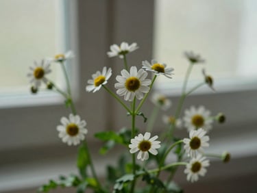 Macro shot of fresh chamomile flowers and green leaves with soft, diffused window light, shallow depth of field, organic editorial photography
