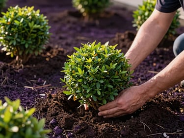 Professional planting process, hands placing a lush green shrub into meticulously prepared soil, crisp morning light, high contrast