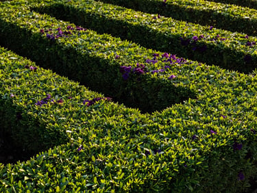 Macro shot of a perfectly manicured boxwood hedge, clean geometric lines from precise trimming, vibrant green foliage with morning dew