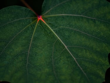 Macro clinical photograph of structured leaf veins mimicking complex neural pathways, deep forest green ambient light with high-contrast red laser accents, sharp focus, 35mm lens