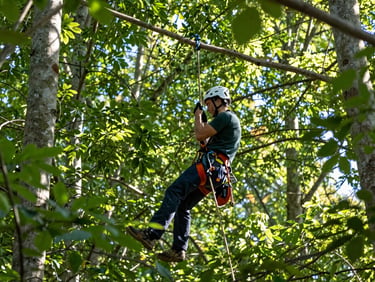 Arborist secure in climbing harness adjusting ropes high in a green canopy, crisp daylight, professional timber gear