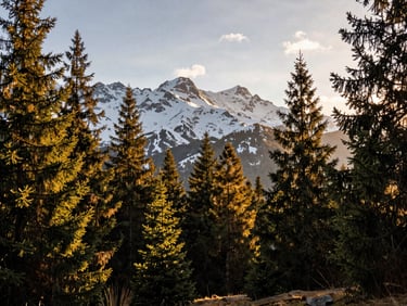 Dense alpine forest clearing with snow-capped peaks in the background, warm sunset light filtering through pines.