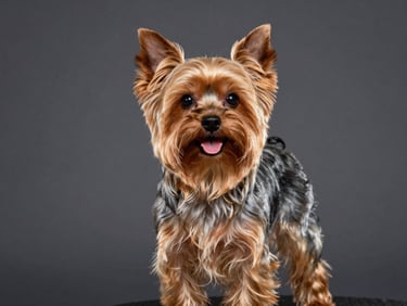 A happy, freshly groomed Yorkshire Terrier looking proud, showing off shiny, silky long hair