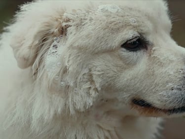 Close-up of fluffy white dog fur with gentle natural soap bubbles, soft lighting, focus on texture