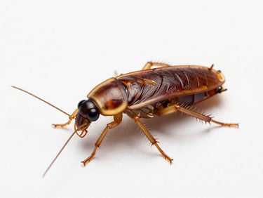 High-definition macro close-up of a German cockroach isolated on a sterile white background, sharp focus, clinical studio lighting.