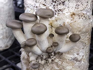 Fresh cluster of organic grey oyster mushrooms growing from a substrate block in a cultivation farm.