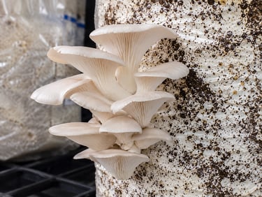 A cluster of fresh white oyster mushrooms growing from a substrate bag in a cultivation room.