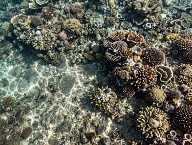 Close-up of San Andrés seafloor seen from above through crystalline shallow water, coral formations visible, natural midday Caribbean light, no people