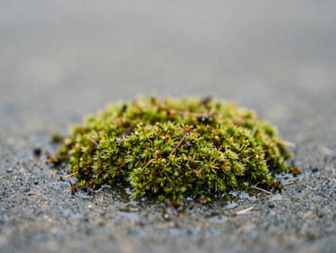 Macro photograph of green moss growing on wet dark stone, soft diffused natural daylight, shallow depth of field, muted earth tones