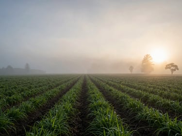 A cinematic wide shot of a misty Oregon farm at sunrise, low horizon, soft natural light breaking through the fog over neat rows of greens.