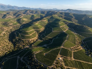 Aerial orthophoto of structured vineyards in Chile central valley, crisp morning sunlight highlighting topographic contour lines, high-resolution detail.